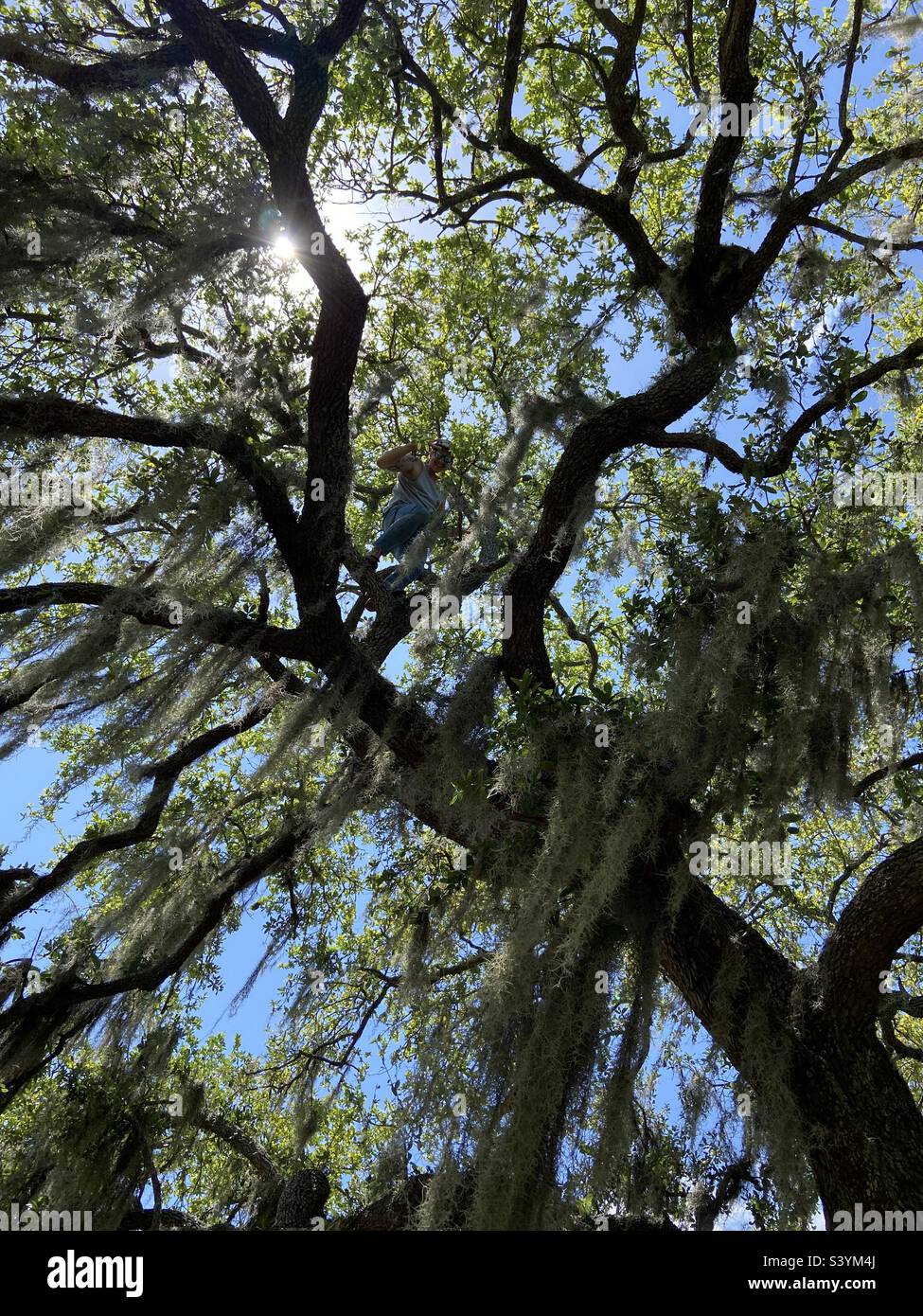 Spanish moss tree climb Stock Photo