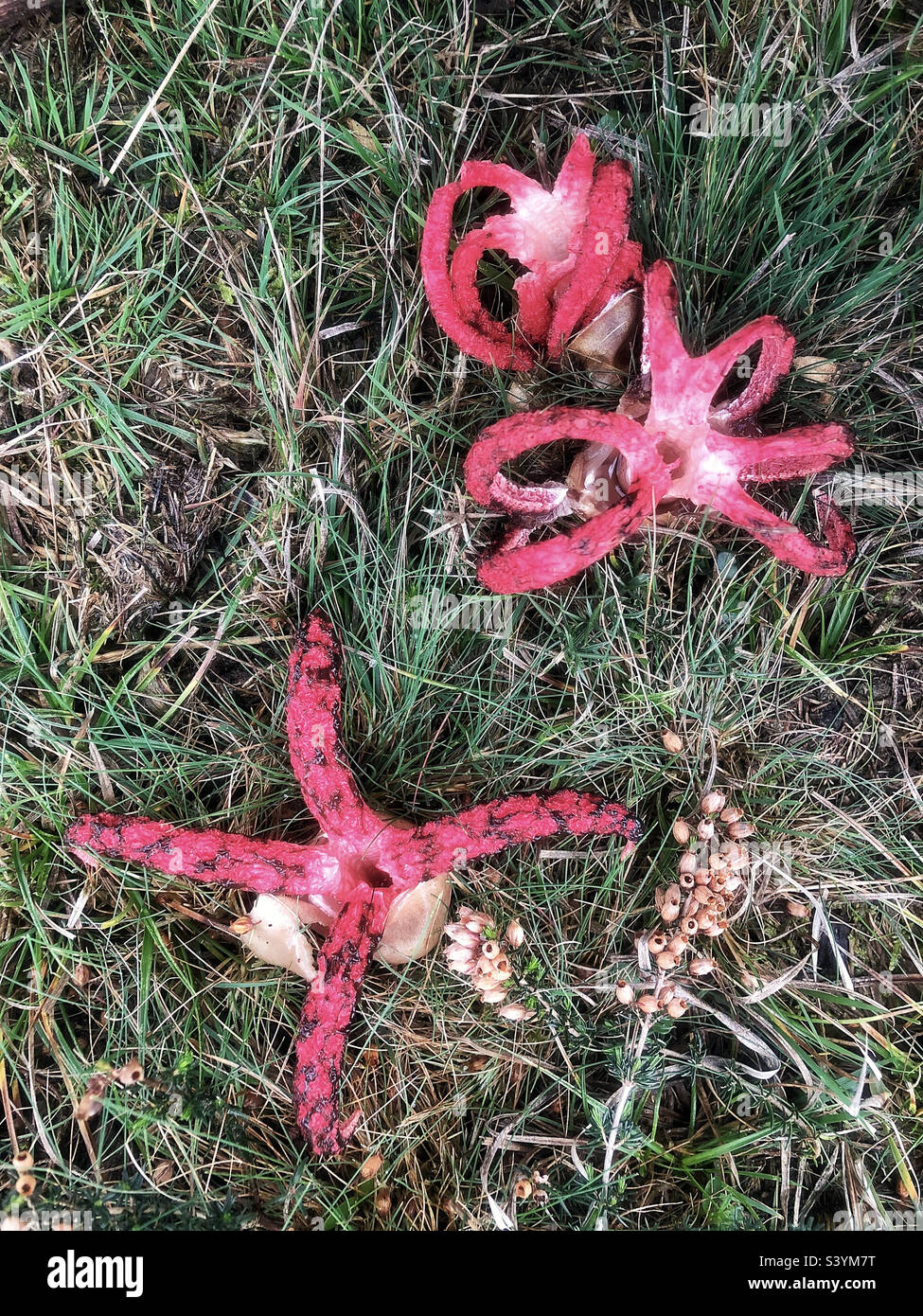 Devil's Fingers fungus (Clathrus archeri) and sometimes referred to as the Octopus stinkhorn and Squid Fungus, emerged from their slimy, gelatinous 'egg'. on heathlands in Lyndhurst, New Forest UK - Smartphone Captured Stock Image