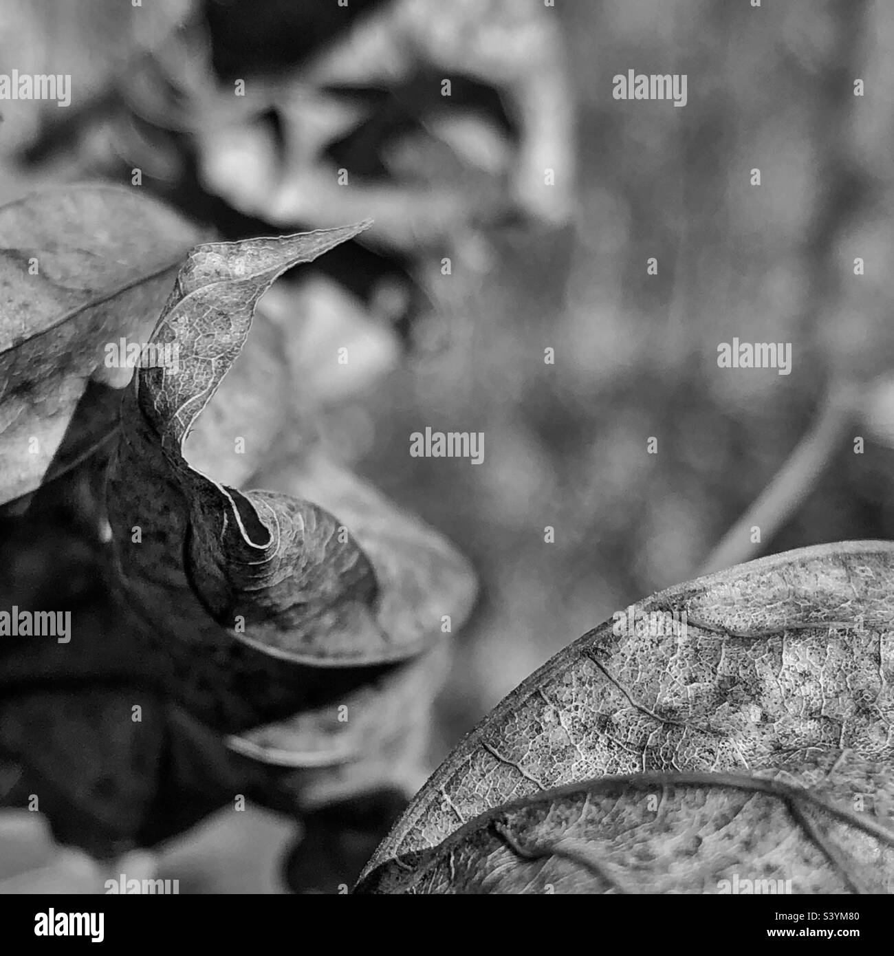 Dry, curled up, crisp dormant leaves late autumn, early winter. Stock Photo