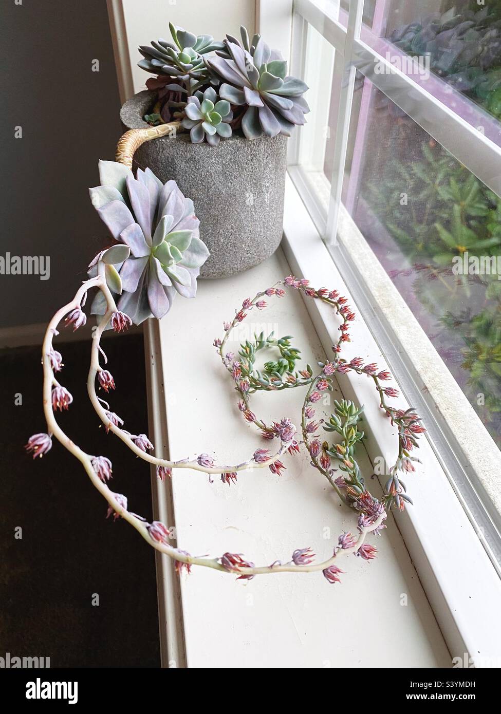 A beautiful flowering echeveria succulent houseplant on a window sill. Stock Photo