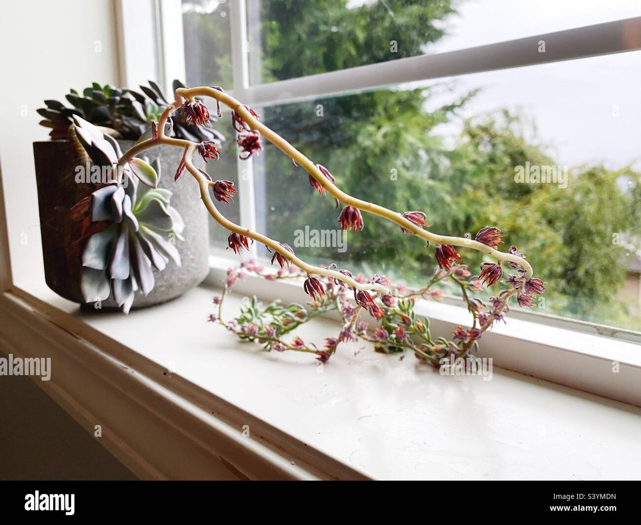 A flowering echeveria plant on a window sill. Stock Photo