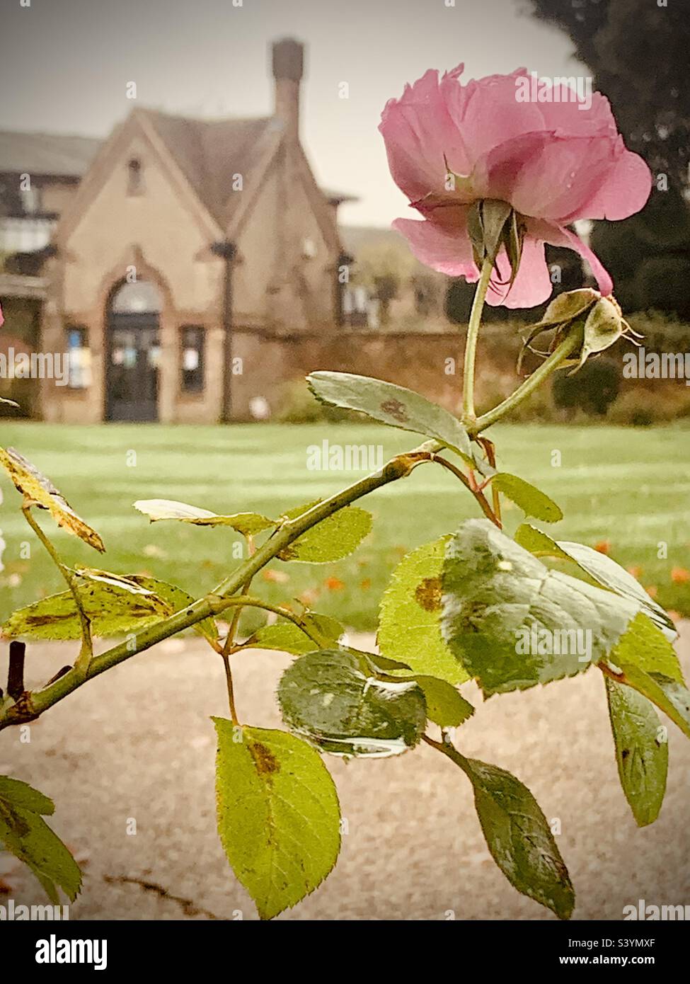 The summer house at Bushey Rose Gardens, Hertfordshire Stock Photo Alamy