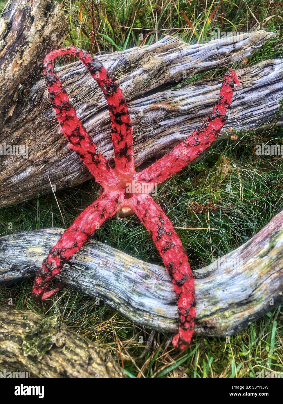 Devil's Fingers fungus (Clathrus archeri) and some times referred to as the Octopus stinkhorn and Squid Fungus, emerged from its slimy, gelatinous 'egg'. in November at Lyndhurst, in the New Forest UK - Smartphone Captured Stock Image