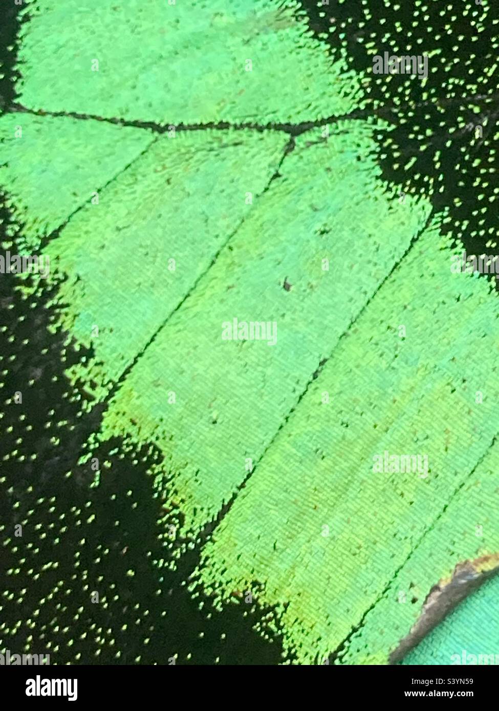 Emerald swallowtail butterfly wing scales Stock Photo Alamy