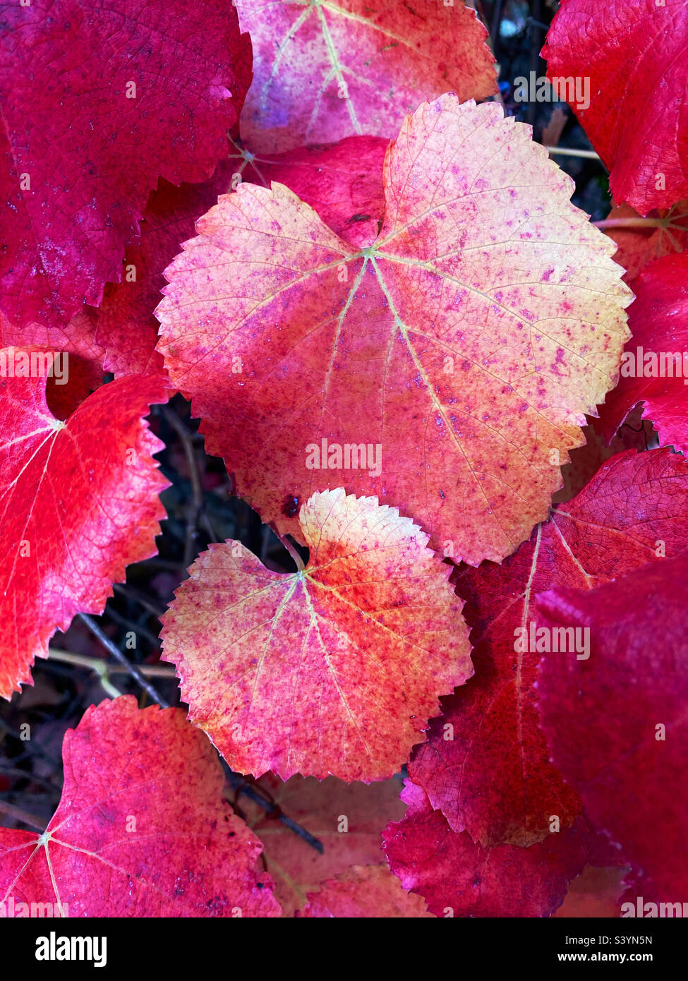 Wild grape leaves in fall color Stock Photo