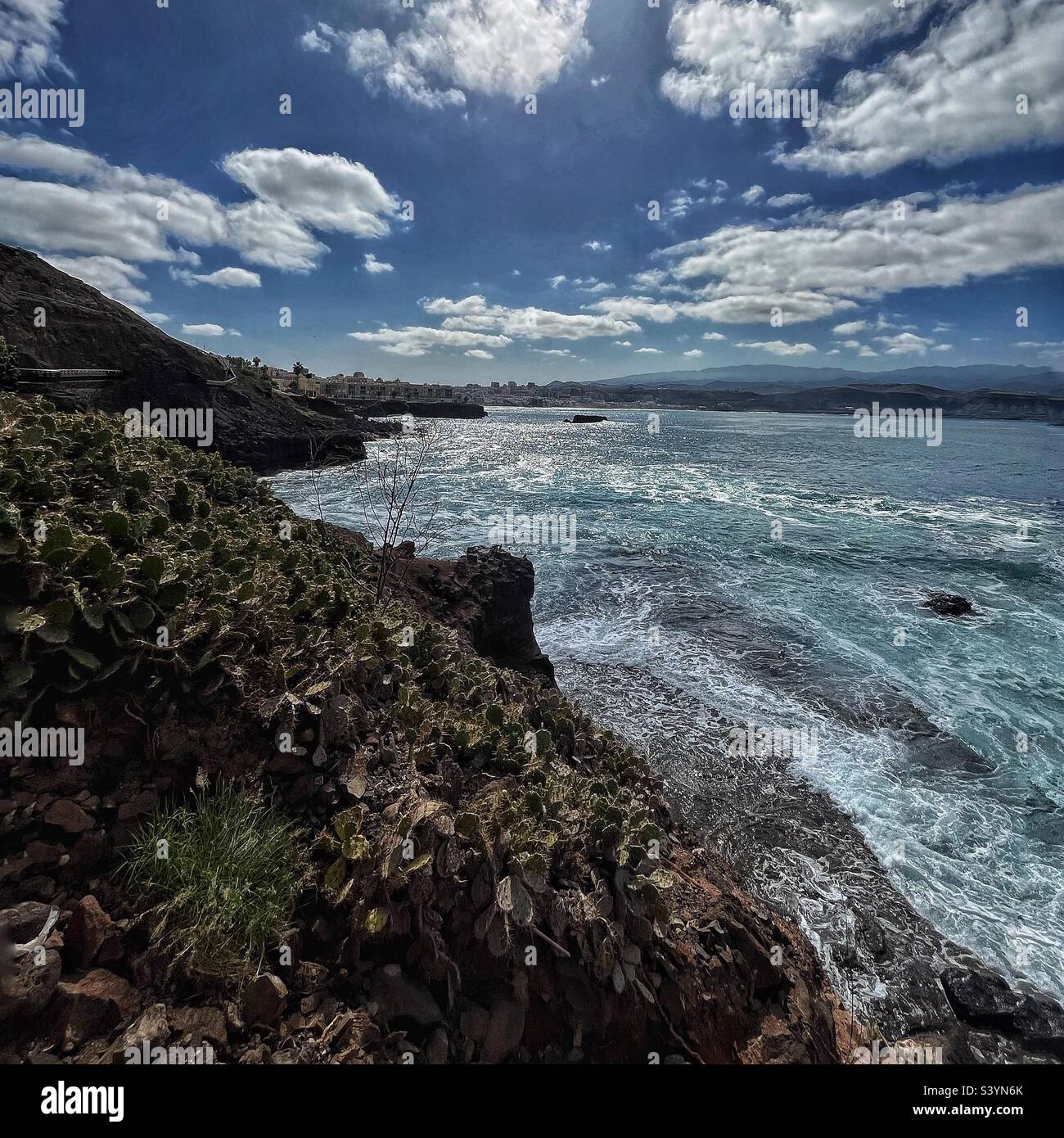 Cactus on the cliffs- beach outside Las Palmas, Gran Canaria - Smartphone Captured Stock Image