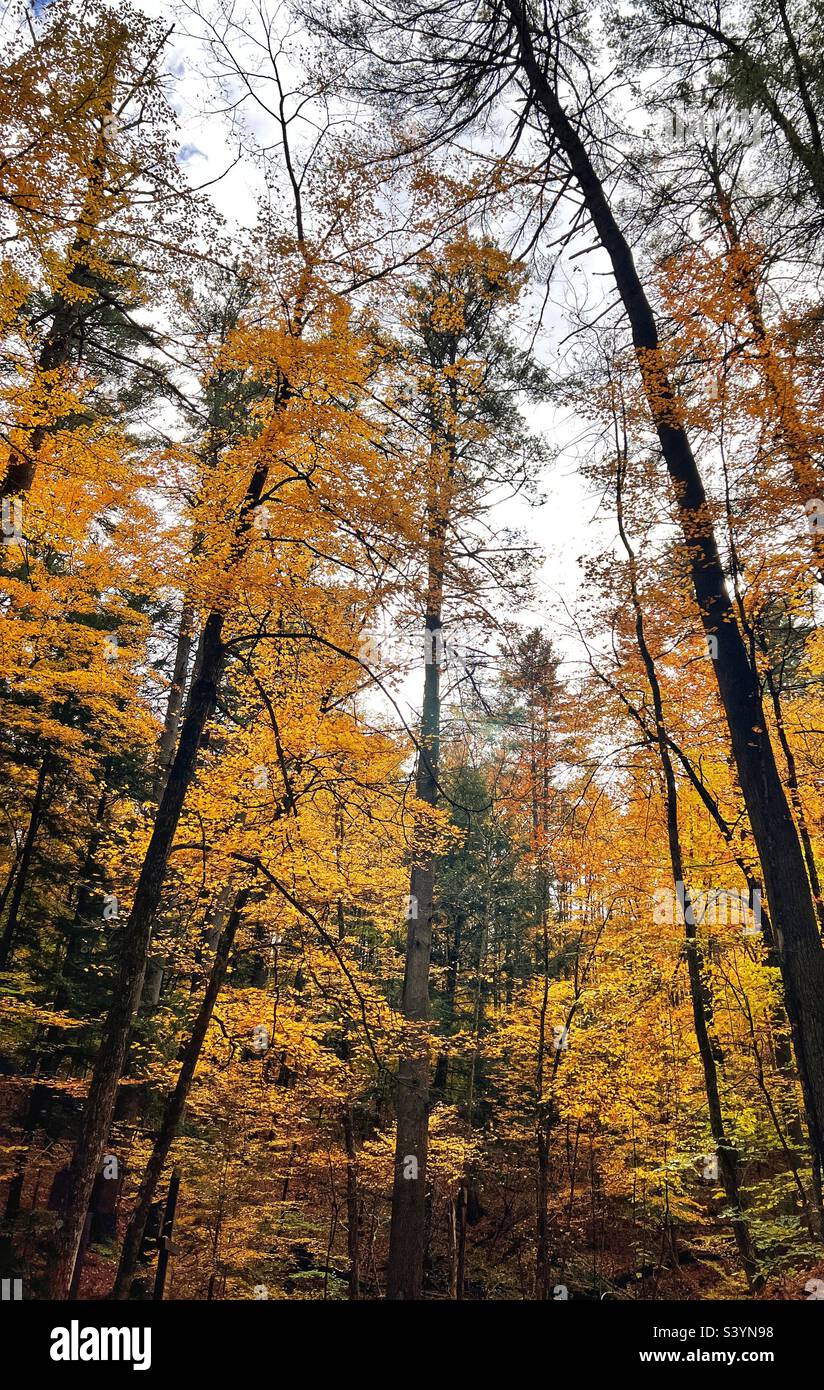 Trees in Fall season Stock Photo - Alamy