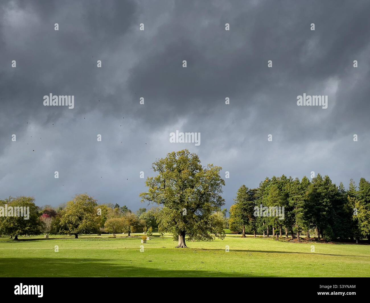 Tree in sunshine - Smartphone Captured Stock Image