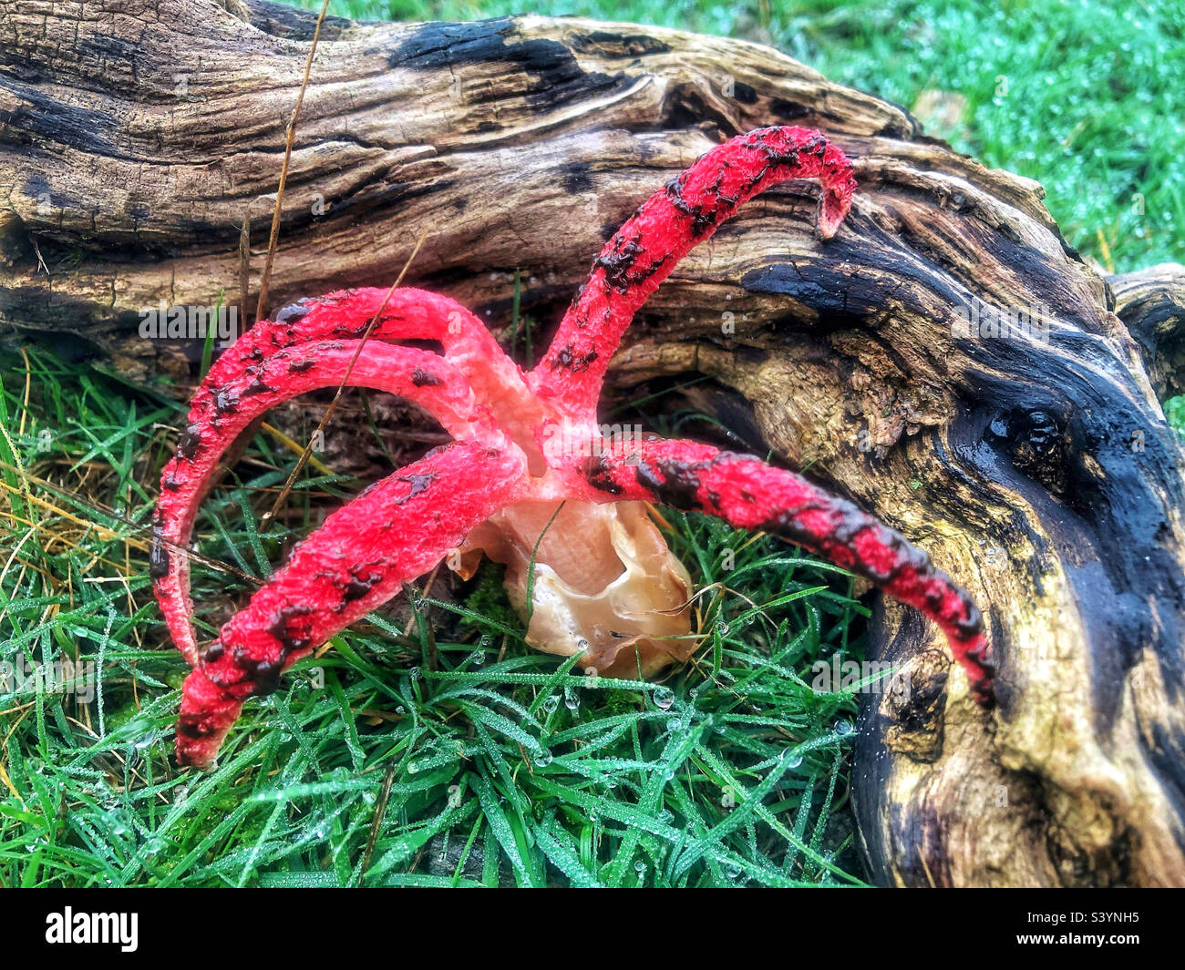 Devil's Fingers fungus (Clathrus archeri) and sometimes referred to as the Octopus Stinkhorn and Squid Fungus.  It’s tentacle-like arms have emerged from its slimy, gelatinous 'egg'. In the New Forest - Smartphone Captured Stock Image