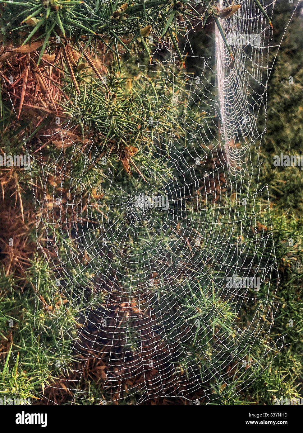 Dew covered spider’s web on heathlands in the New Forest National Park - Smartphone Captured Stock Image