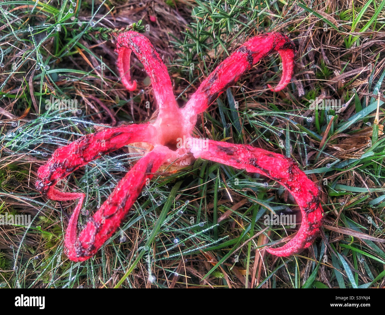 Devil's Fingers fungus (Clathrus archeri) and sometimes referred to as the Octopus Stinkhorn and Squid Fungus. It’s tentacle-like arms have emerged from its slimy, gelatinous 'egg'. - Smartphone Captured Stock Image