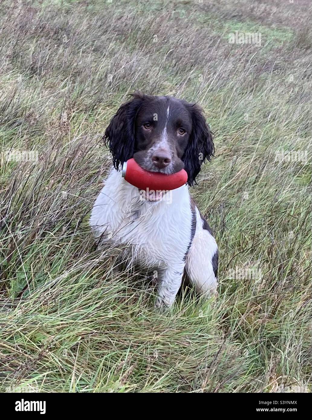 English Springer Spaniel Pup. Gun dog training. Stock Photo