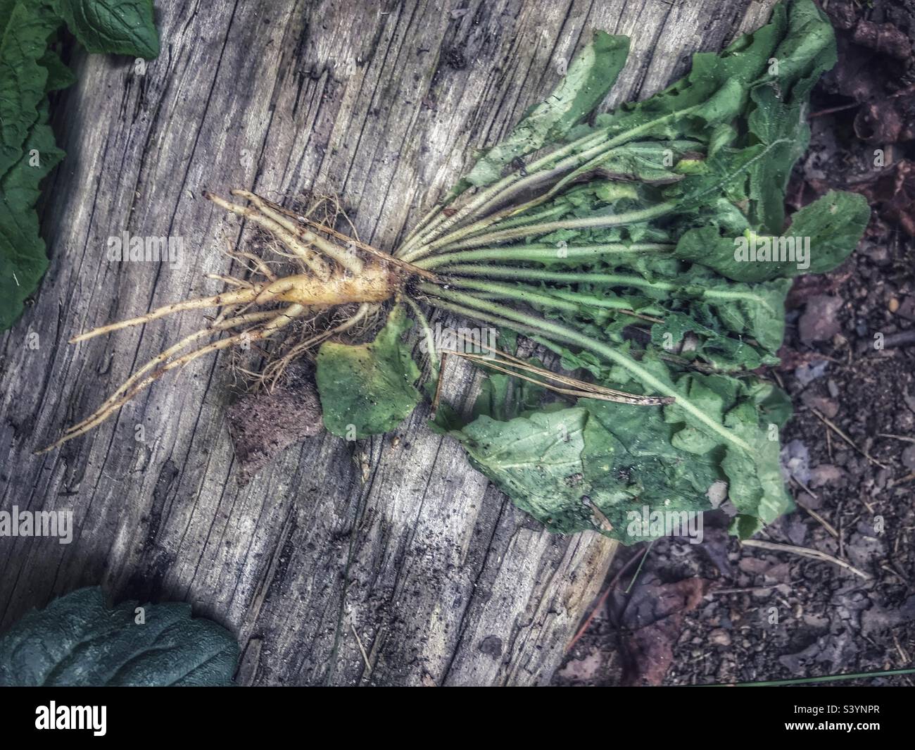 Oriental false hawksbeard plant with roots pulled from garden - Smartphone Captured Stock Image
