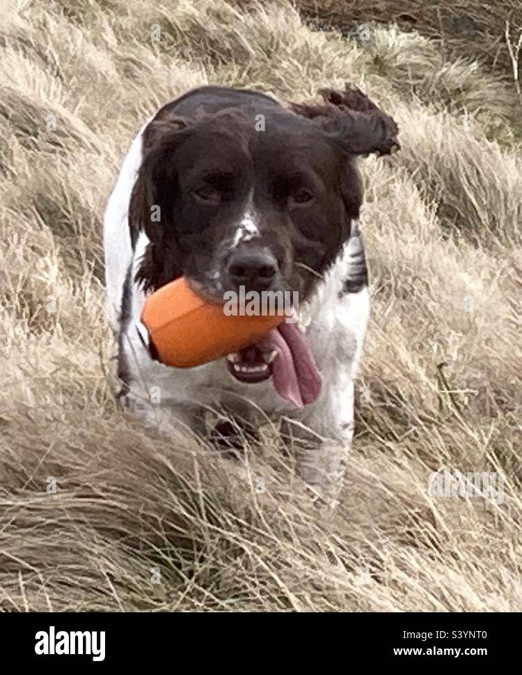 English Springer Spaniel. Gun dog training 2022 Stock Photo Alamy