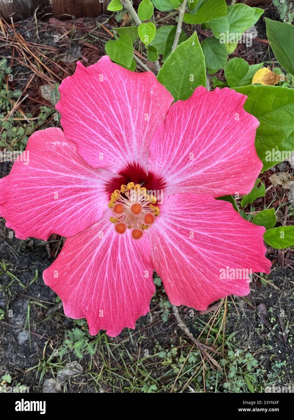 Pretty in Pink - Smartphone Captured Stock Image