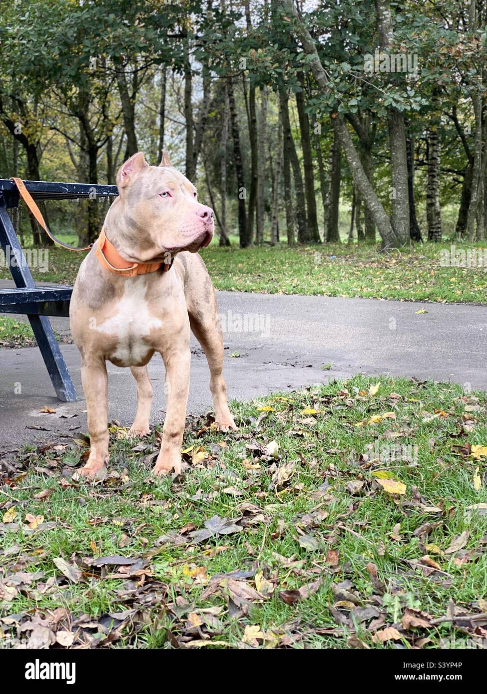 american bully xl