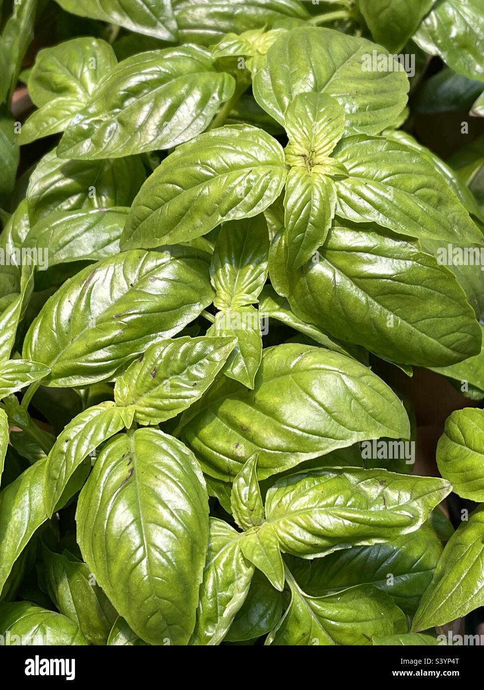 Fresh basil plants on sale at the vegetable market Stock Photo Alamy