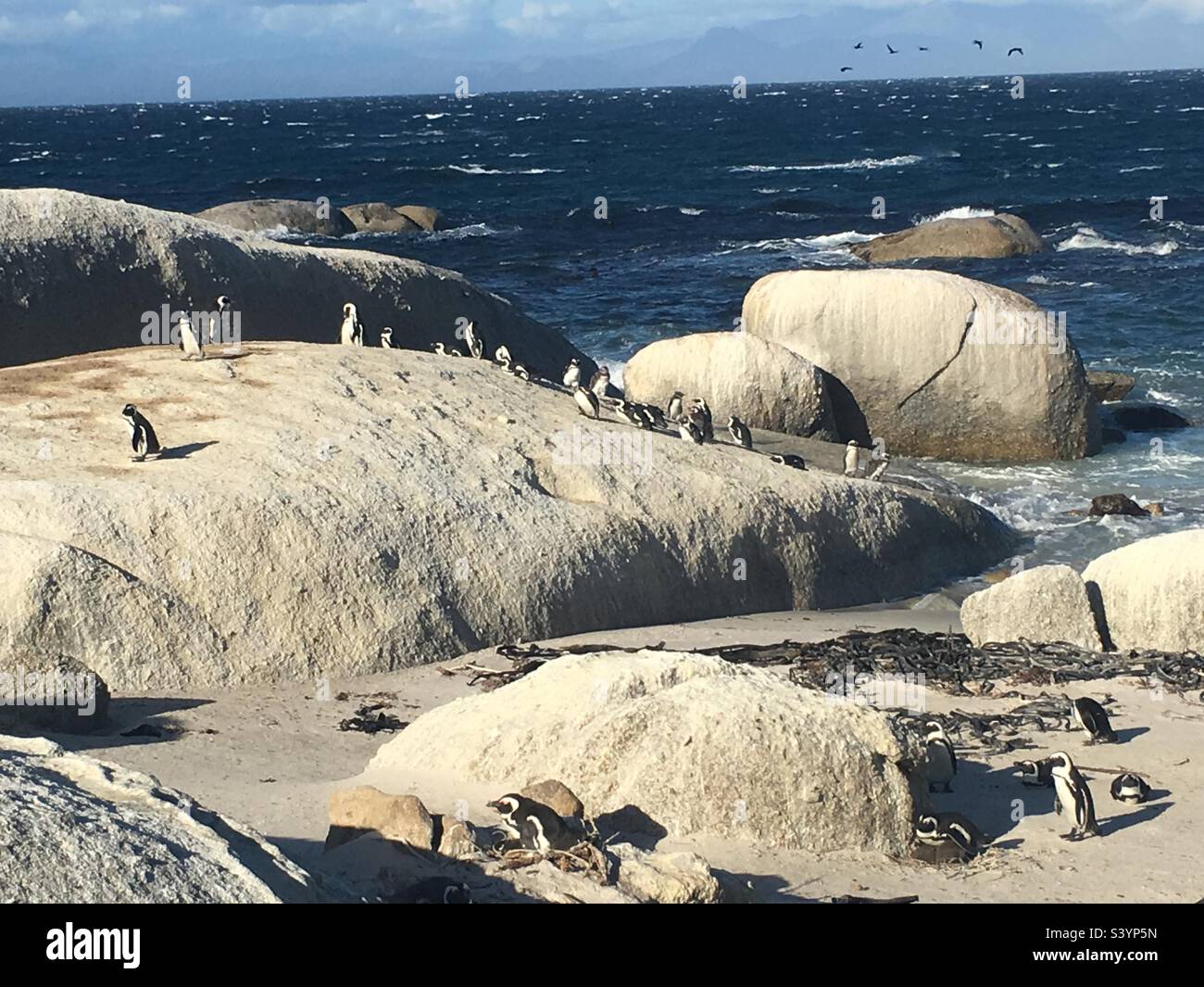 Penguins colony in boulder’s beach Stock Photo