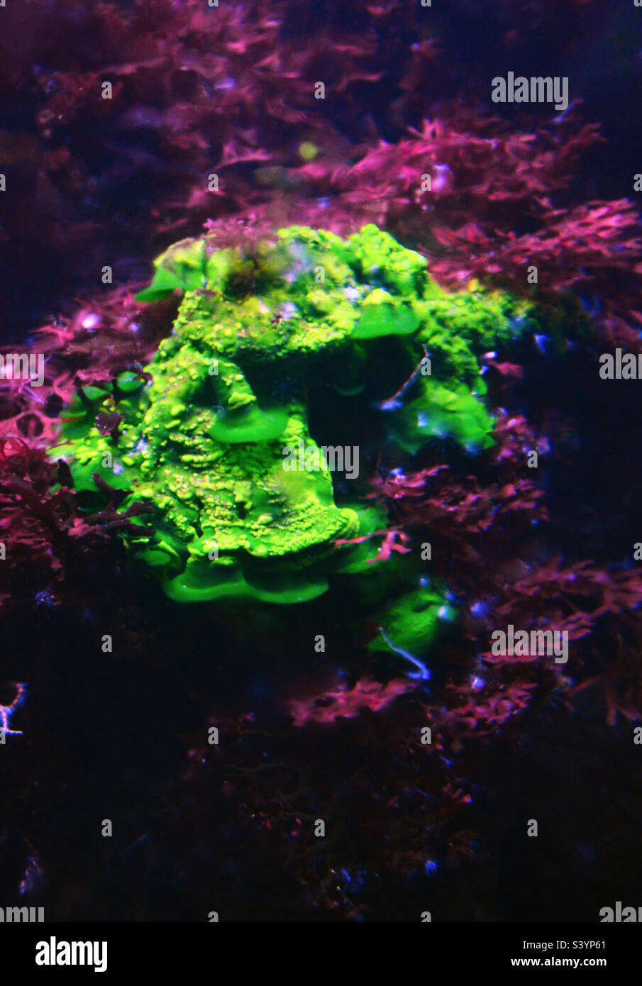 Green fluorescent coral growing on a rock covered in purple seaweeds. Stock Photo