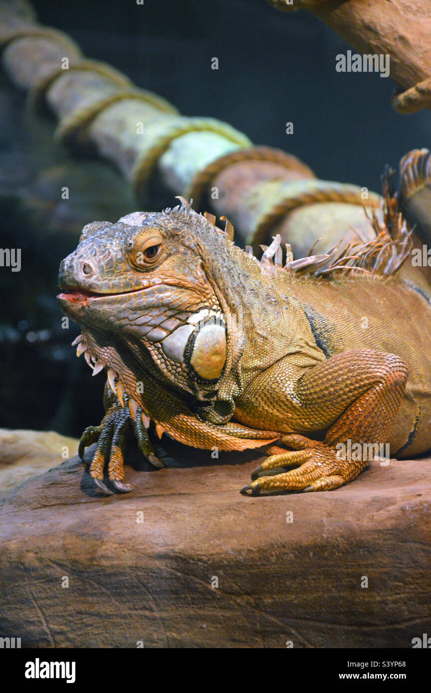 Green iguana resting in its habitat Stock Photo - Alamy
