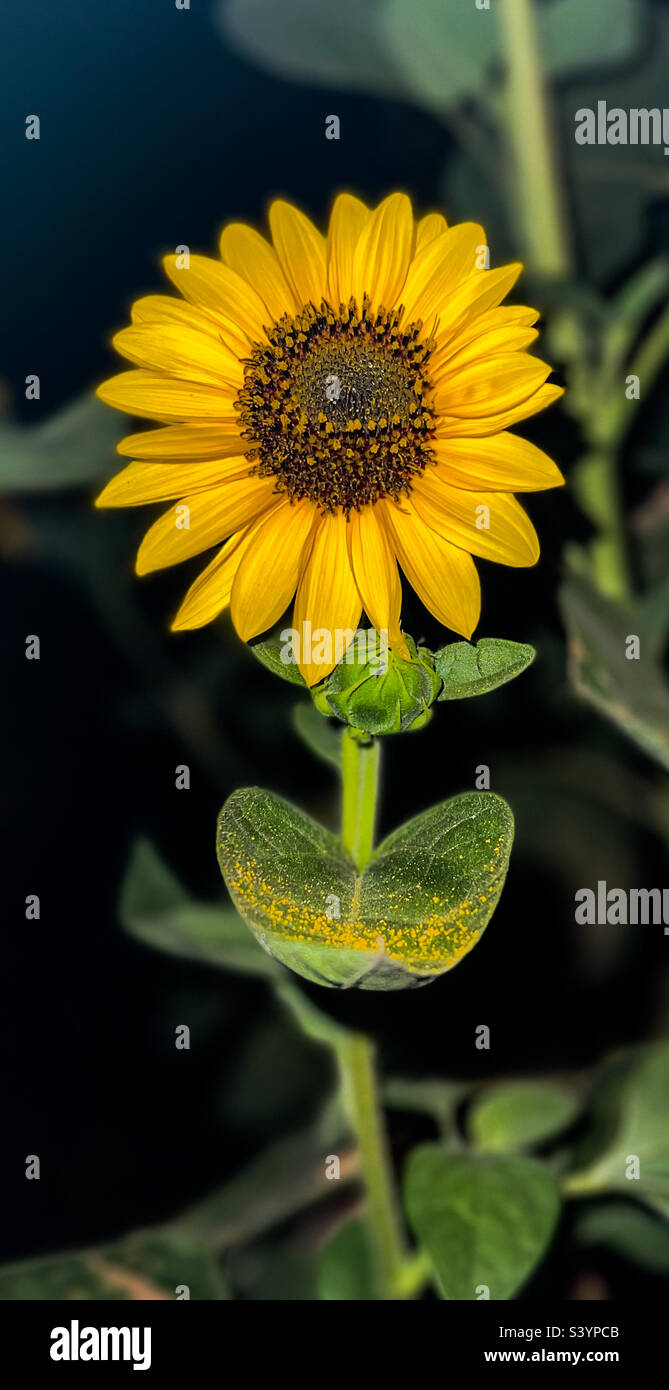 Flor verde hi-res stock photography and images - Page 2 - Alamy