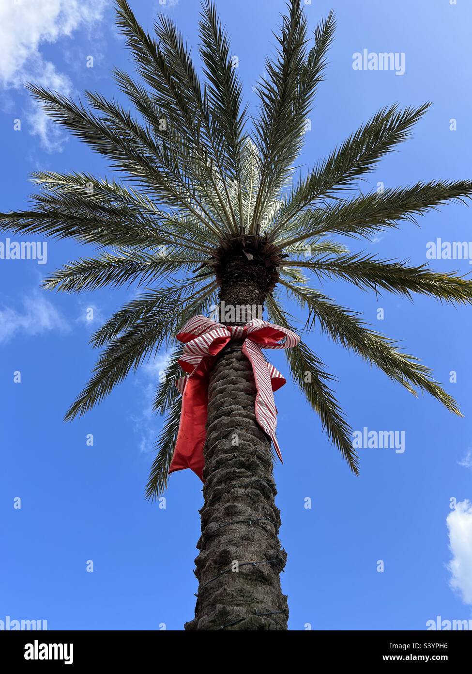 Palm tree with large Christmas bow and blue sky background Stock Photo