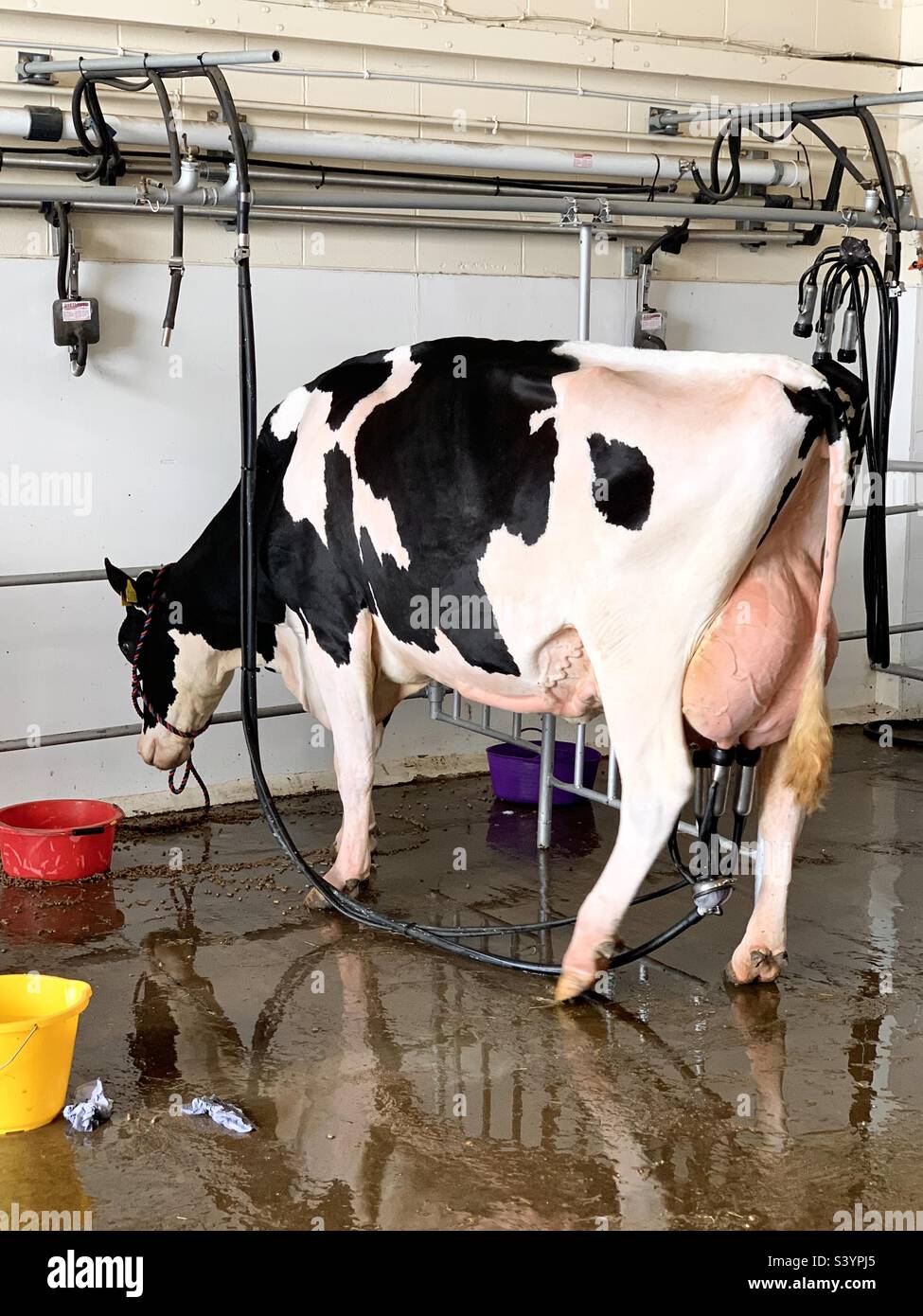 Large black and white Friesian cow being milked automatically at the Devon county show, England. Milking industry, milk, automated, udders Stock Photo
