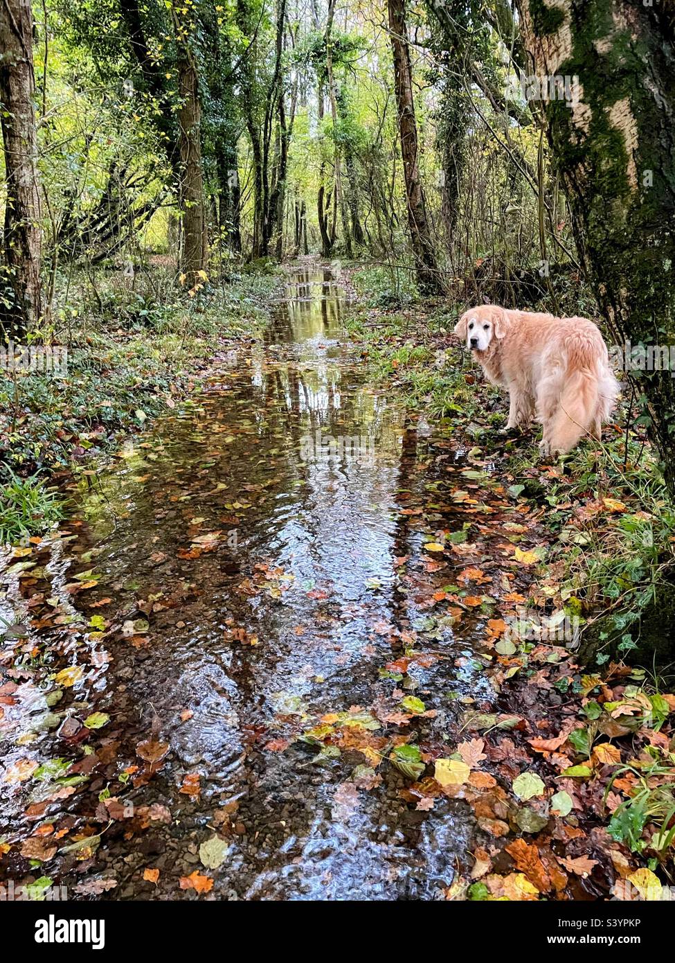 Golden retriever dog in autumn woodland - Smartphone Captured Stock Image