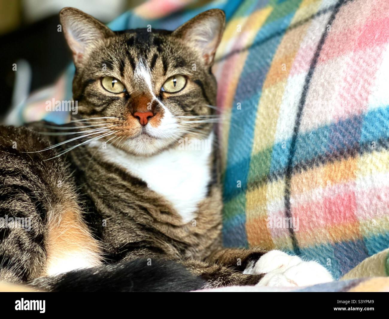 Female domestic tabby cat with copy space Stock Photo - Alamy