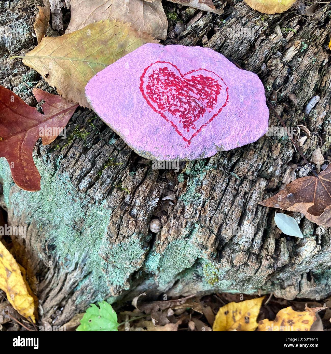 Pink painted rock with a red heart on it found in the autumn woods of New England. Rock sits on a log with leaves surrounding it. - Smartphone Captured Stock Image
