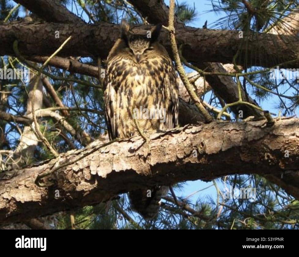 Bubo Bubo. Eurasian Eagle Owl. - Smartphone Captured Stock Image