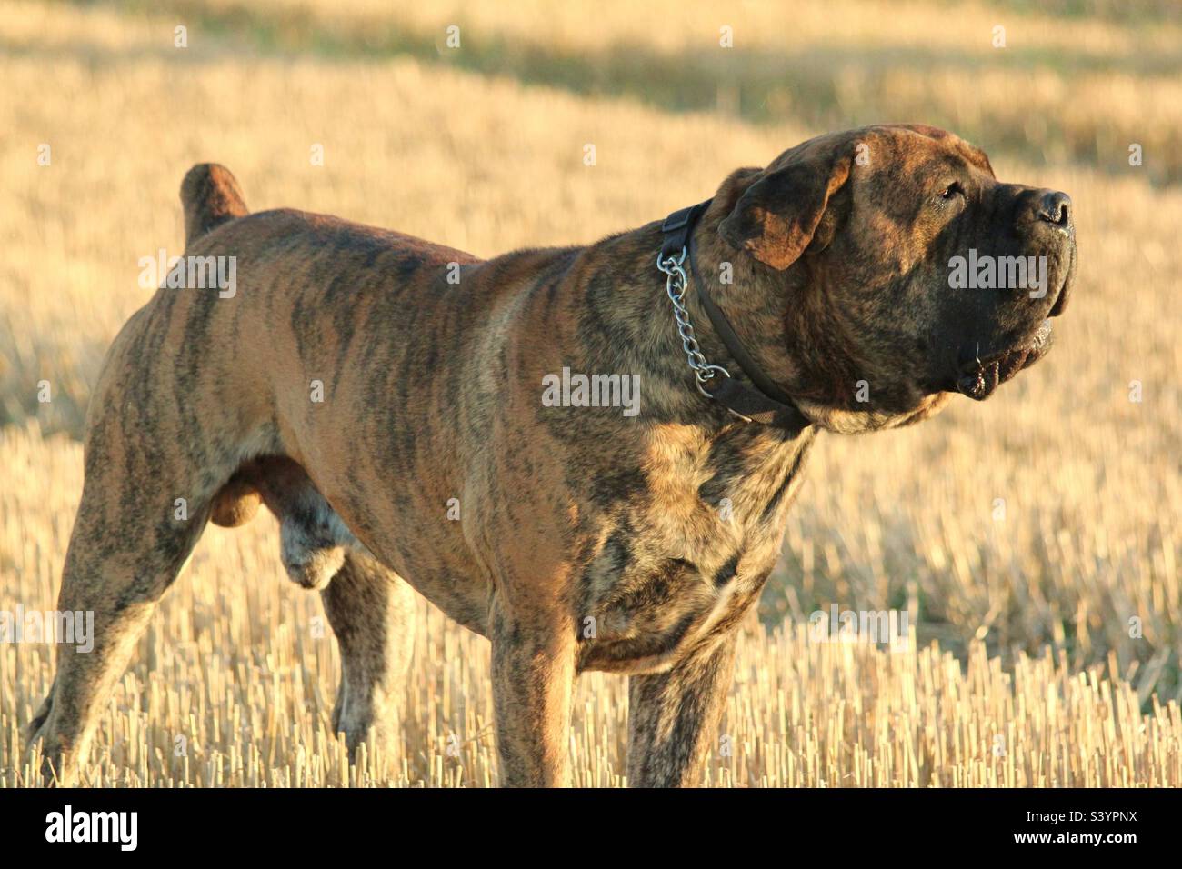 South African Boerboel. African Mastiff. On guard. Stock Photo