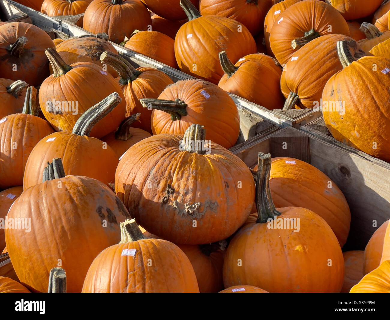 Shelves full of orange pumpkins on sale at Halloween time in a Worcestershire farm shop Stock Photo