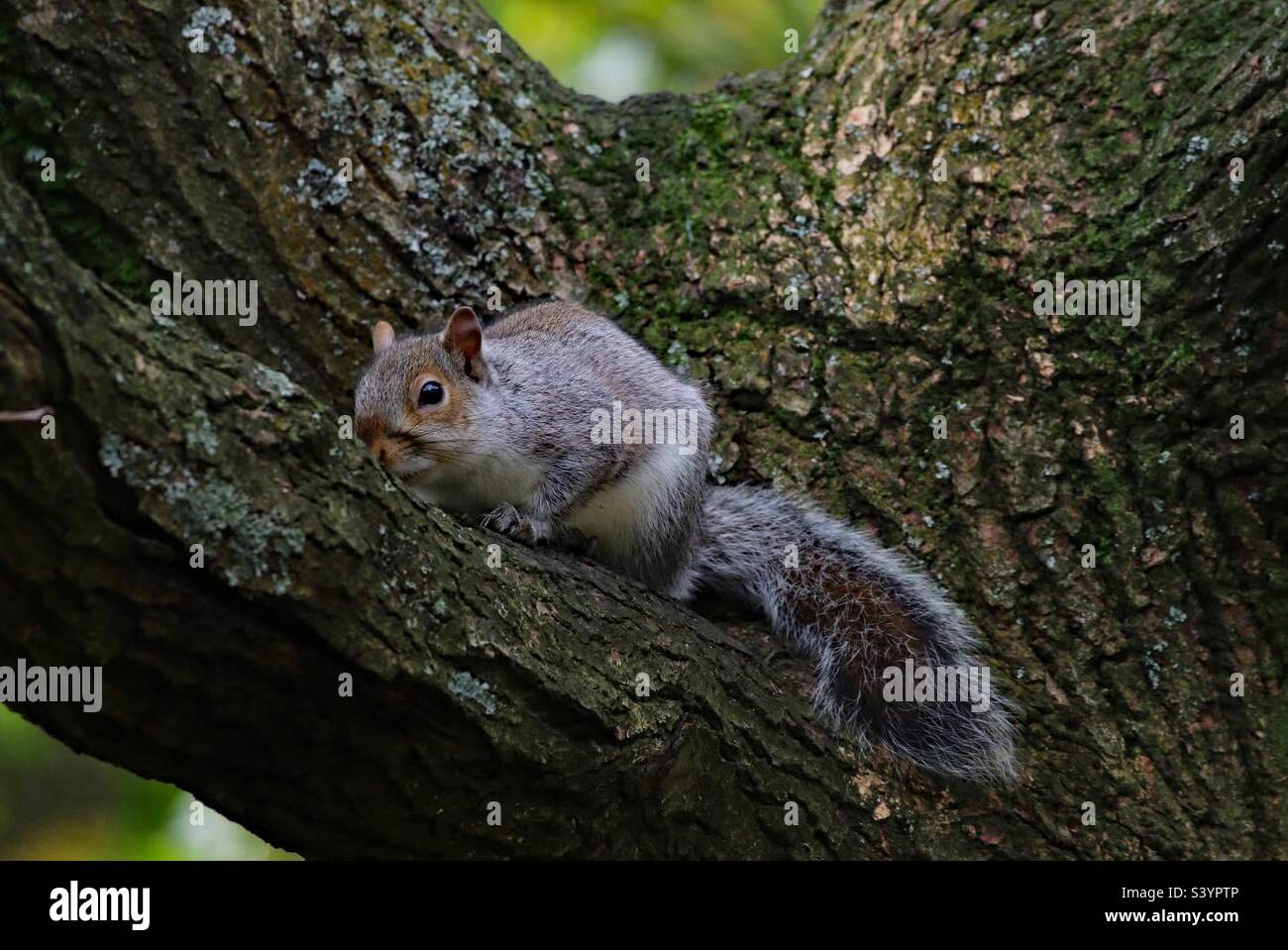 A beautiful and cute grey squirrel. These little animals are famous for their bushy tails and ability to jump from tree to tree. This little friendly animal was quite happy to pose and be photographed - Smartphone Captured Stock Image