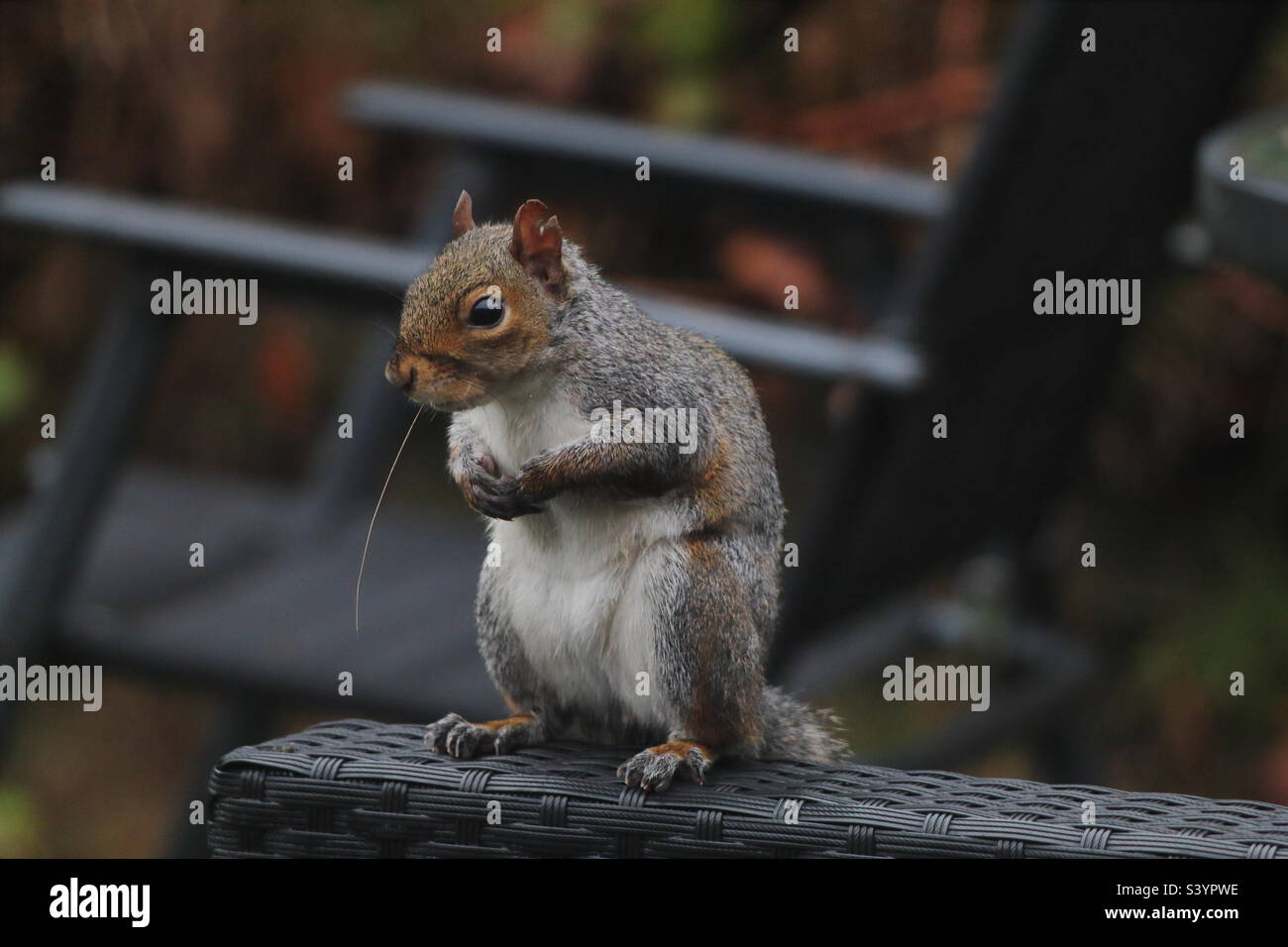 A beautiful and cute grey squirrel. These little animals are famous for their bushy tails and ability to jump from tree to tree. This little friendly animal was quite happy to pose and be photographed - Smartphone Captured Stock Image