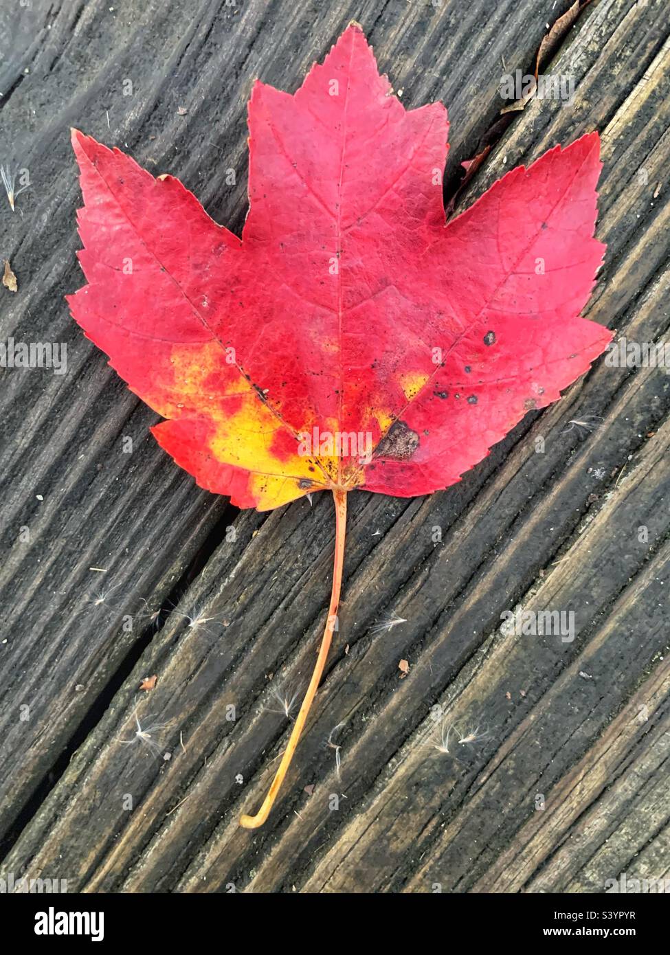 Red maple leaf in Autumn - Smartphone Captured Stock Image