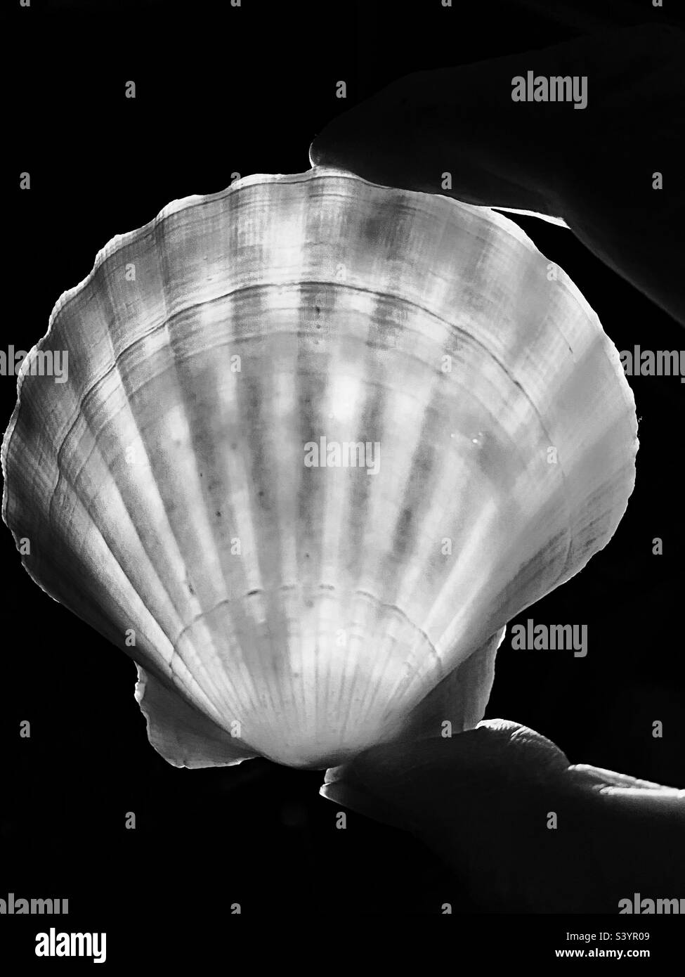Backlit scallop shell in black and white Stock Photo - Alamy