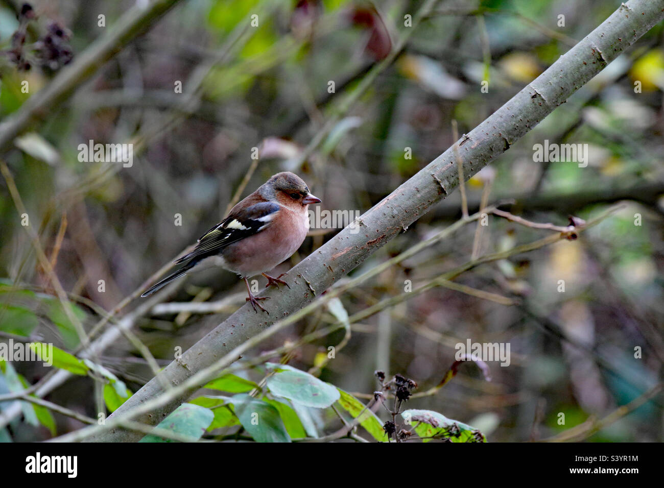A chaffinch on a log - Smartphone Captured Stock Image