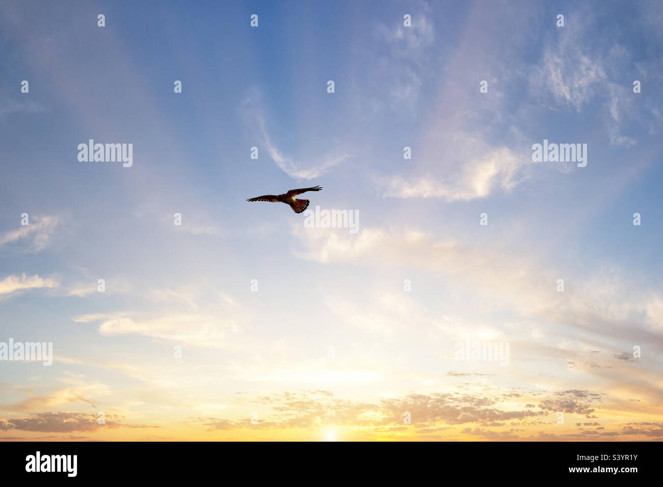 A Kestrel flying in the sky - Smartphone Captured Stock Image A Kestrel flying in the sky - Smartphone Captured Stock Image