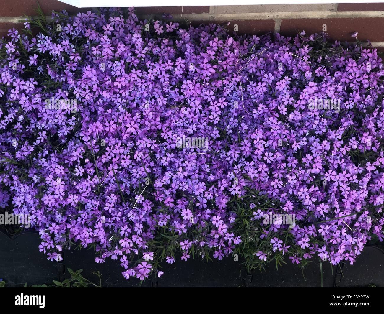 Purple phlox Stock Photo