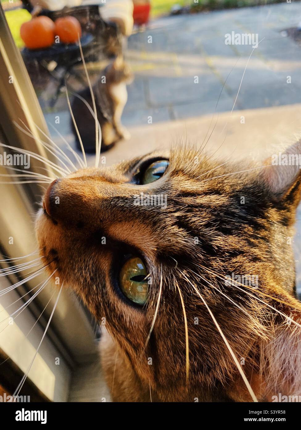 Tabby cat asking to go outside with his sister Stock Photo