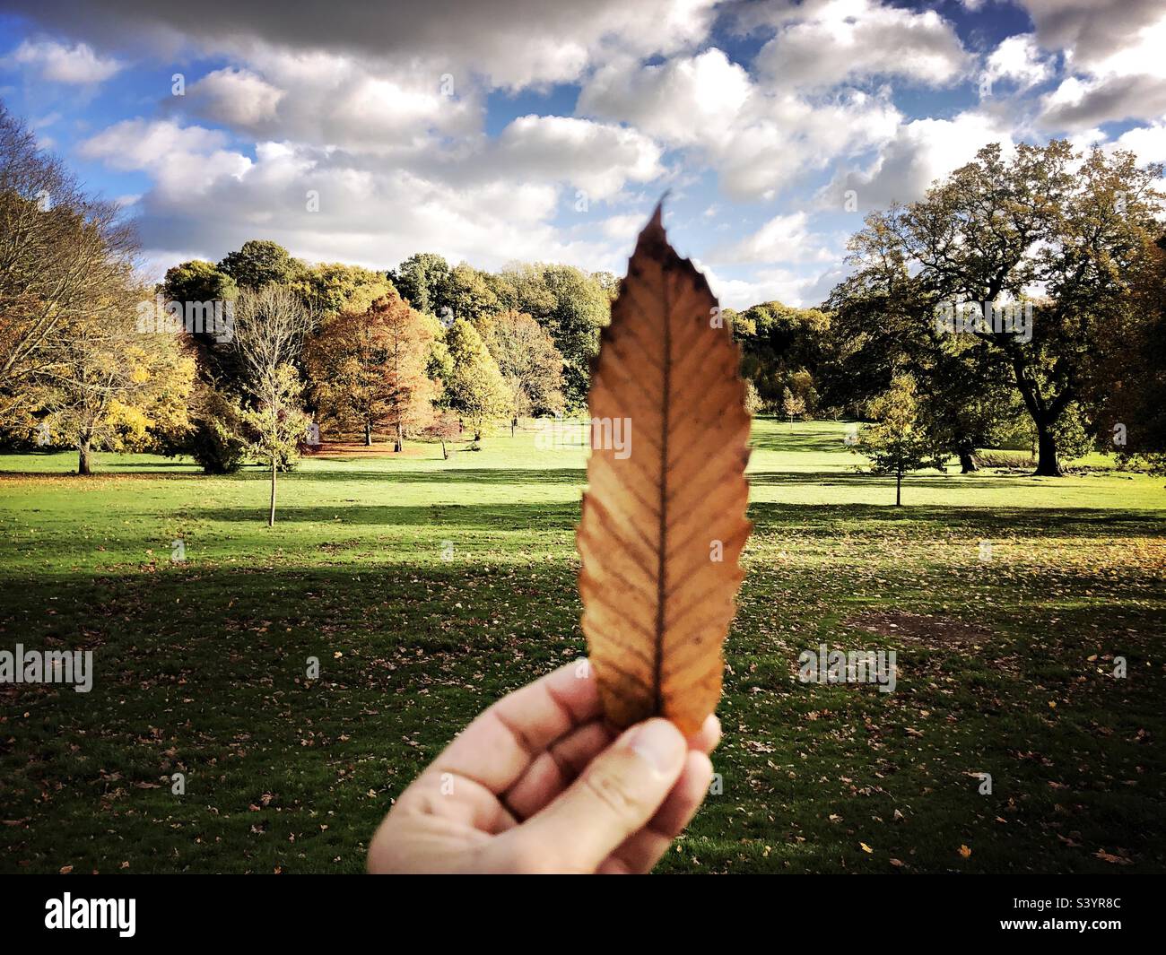 Autumn leaf - Smartphone Captured Stock Image