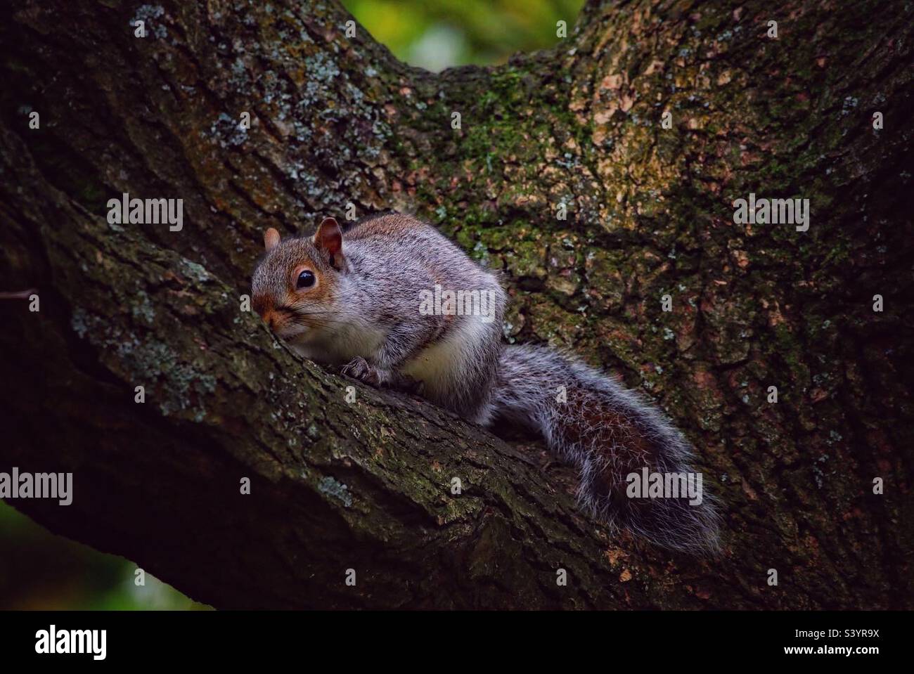 A beautiful and cute grey squirrel. These little animals are famous for their bushy tails and ability to jump from tree to tree. This little friendly animal was quite happy to pose and be photographed - Smartphone Captured Stock Image