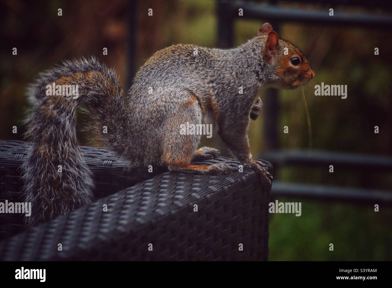 A beautiful and cute grey squirrel. These little animals are famous for their bushy tails and ability to jump from tree to tree. This little friendly animal was quite happy to pose and be photographed - Smartphone Captured Stock Image