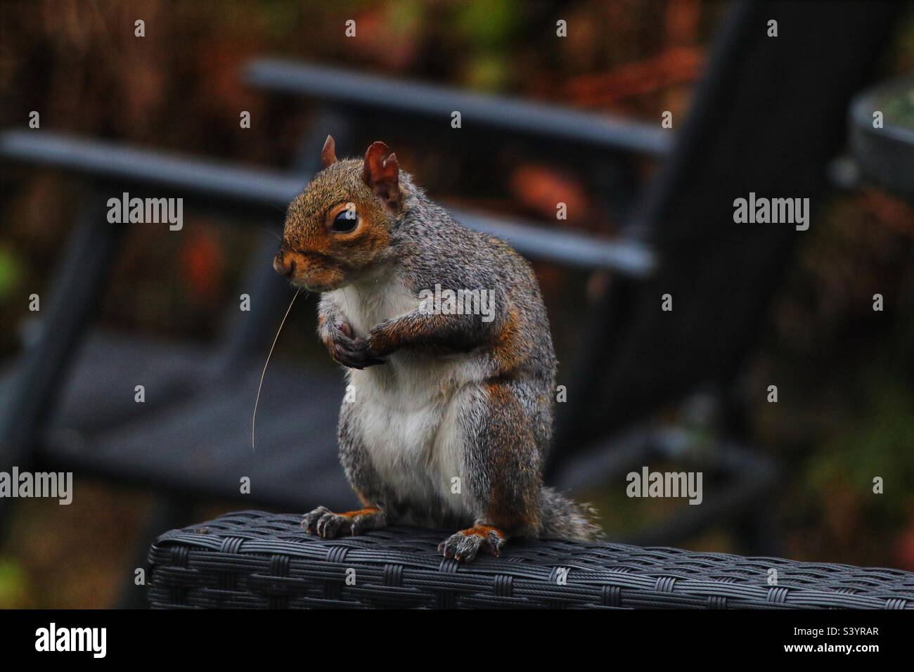 A beautiful and cute grey squirrel. These little animals are famous for their bushy tails and ability to jump from tree to tree. This little friendly animal was quite happy to pose and be photographed - Smartphone Captured Stock Image