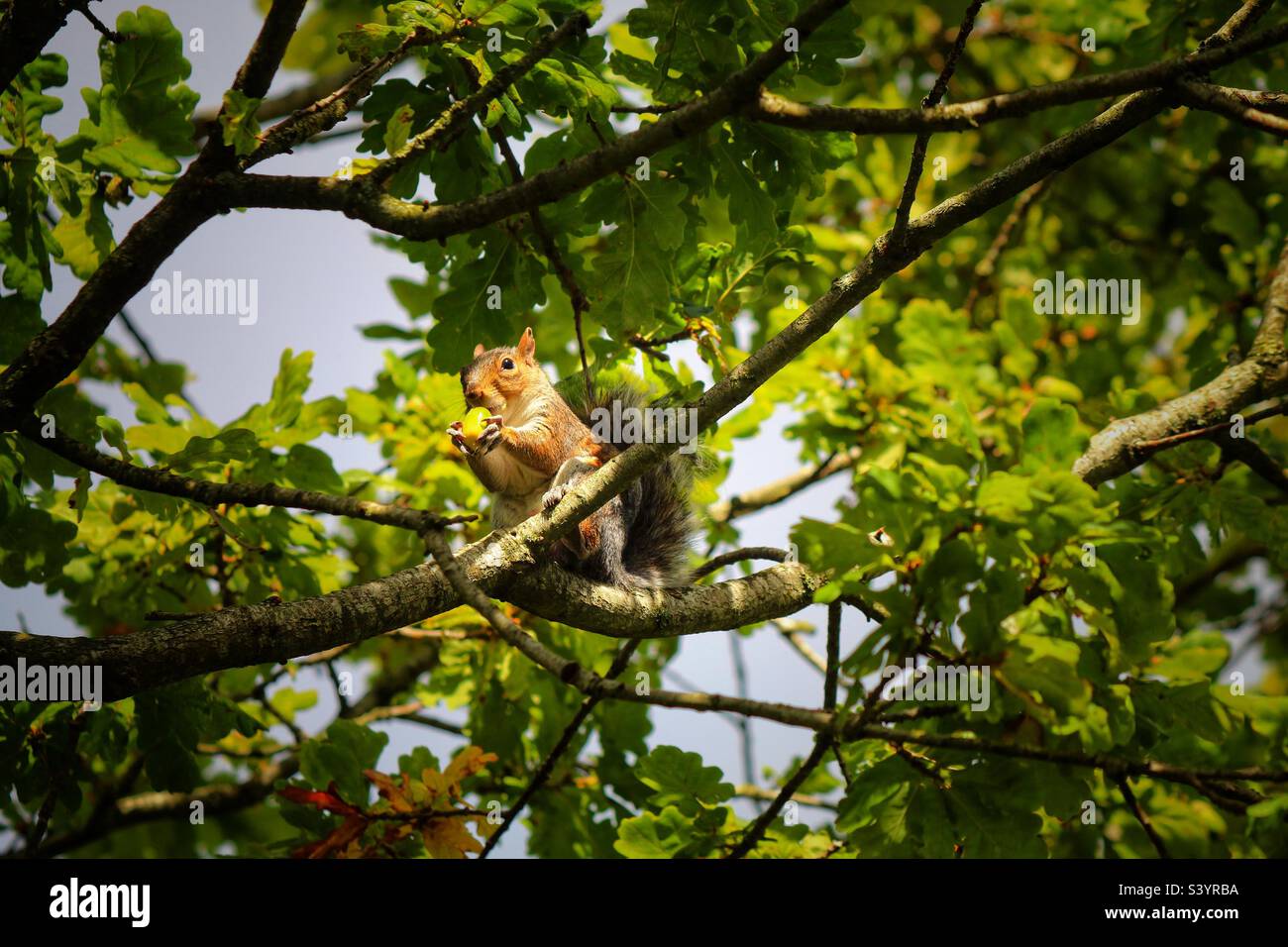 A beautiful and cute grey squirrel. These little animals are famous for their bushy tails and ability to jump from tree to tree. This little friendly animal was quite happy to pose and be photographed - Smartphone Captured Stock Image
