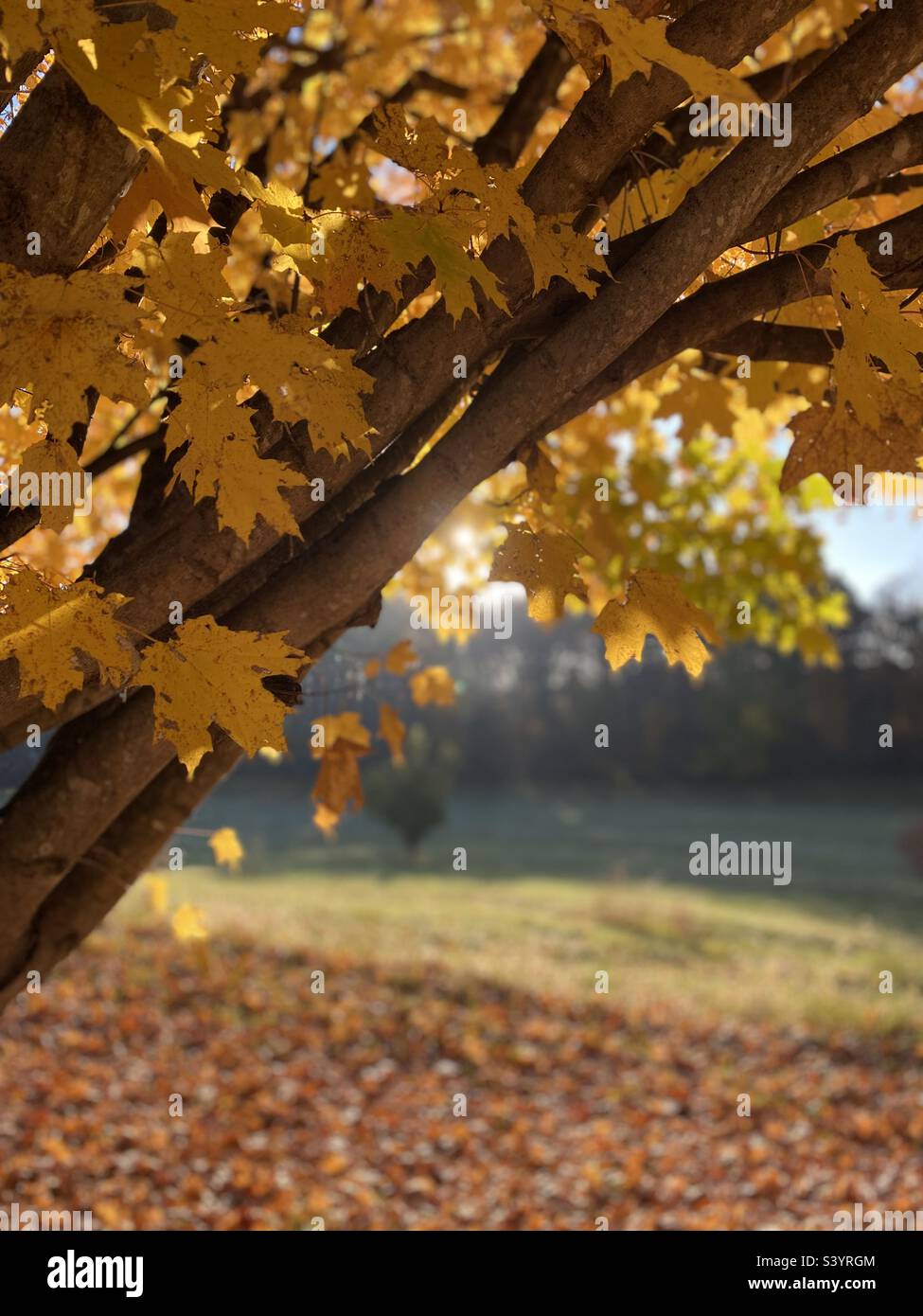 A sugar maple trees glows yellow and golden in the early morning Autumn light. - Smartphone Captured Stock Image