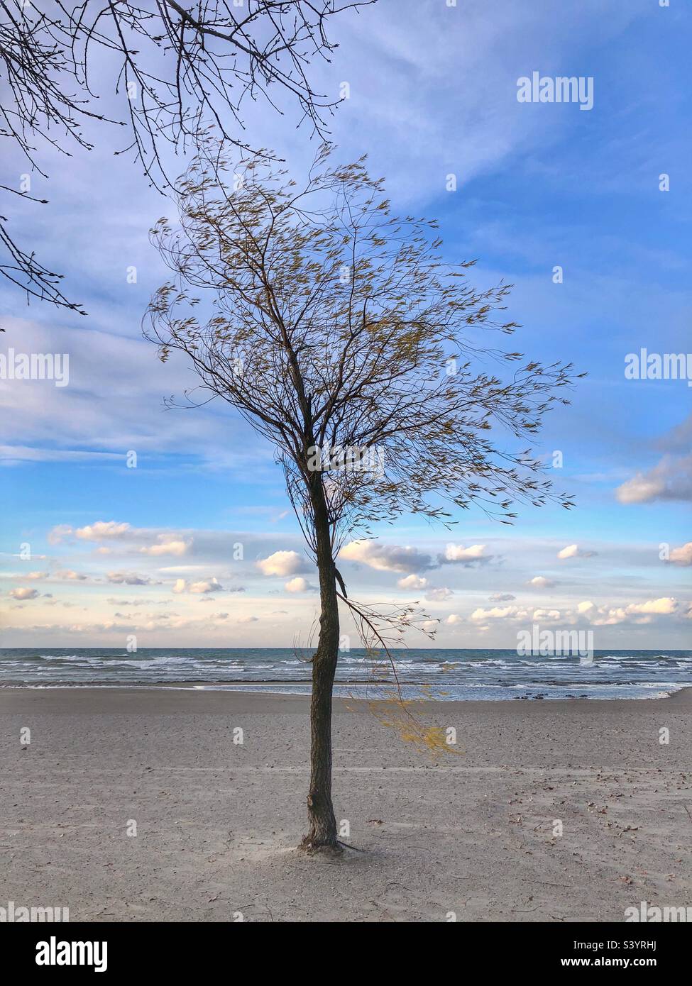 A lone tree on the beach. - Smartphone Captured Stock Image
