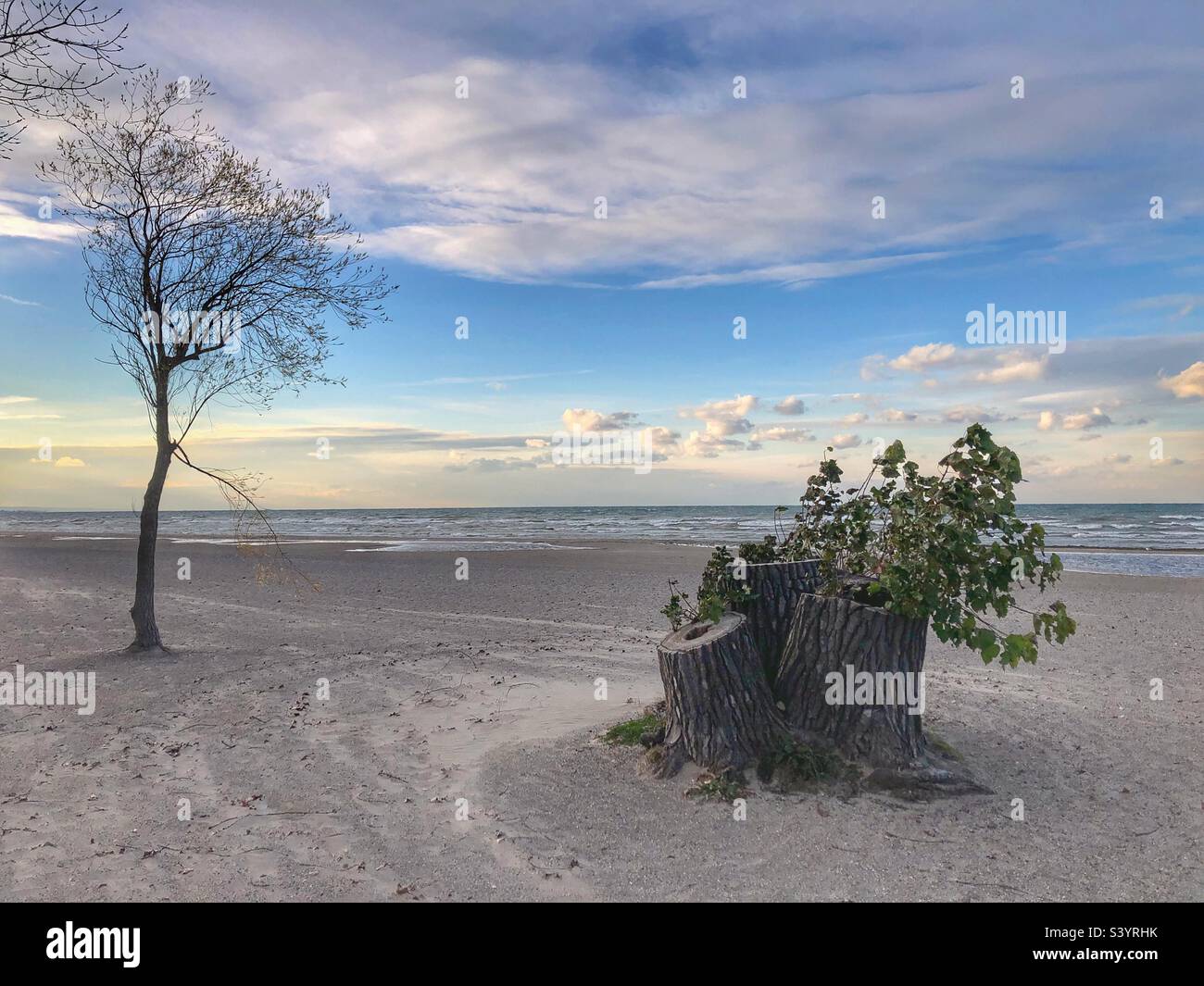 Nature in autumn on a deserted beach. Stock Photo