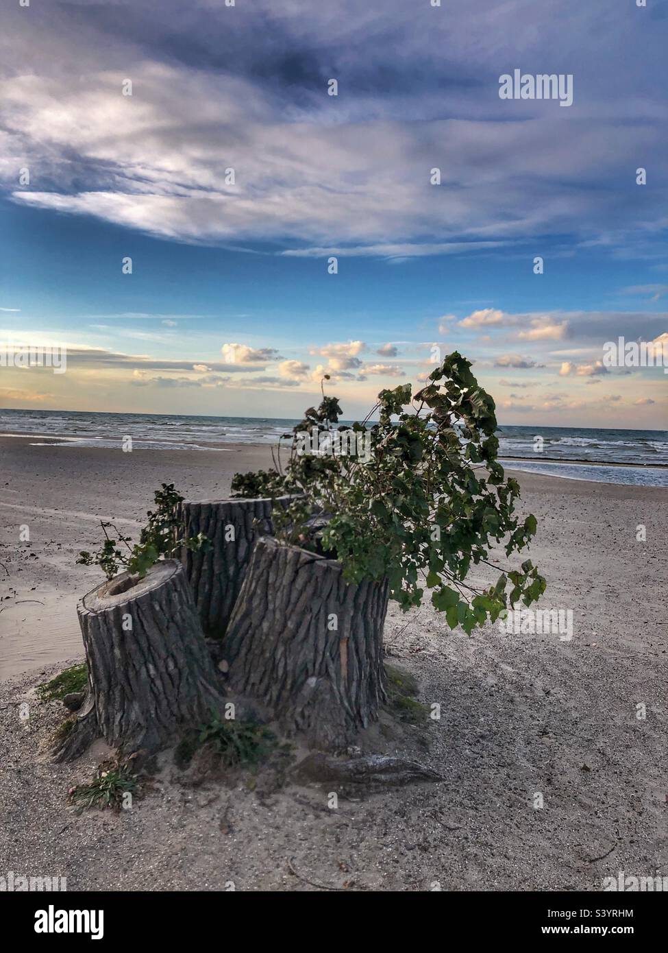 A tree stump on the beach. - Smartphone Captured Stock Image